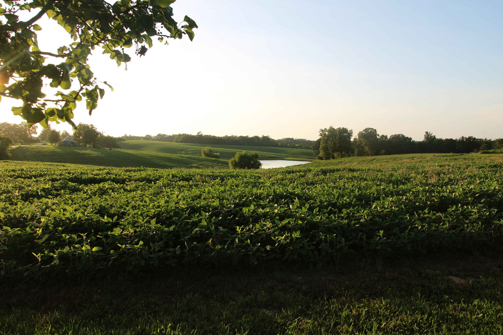 Image for 44.91 Acres +/-, Off of PCR 316, Perryville, MO 63775, MLS # 25050119