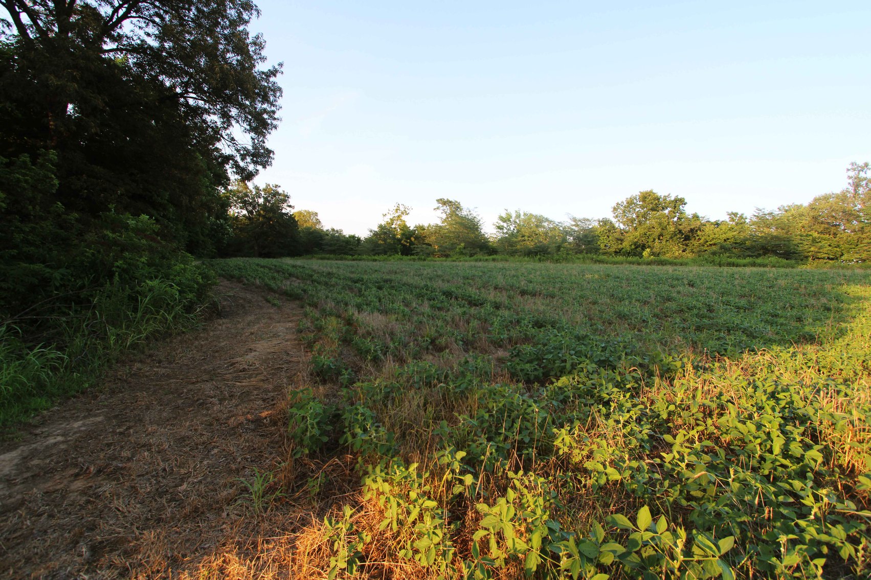 Image for 44.91 Acres +/-, Off of PCR 316, Perryville, MO 63775, MLS # 25050119