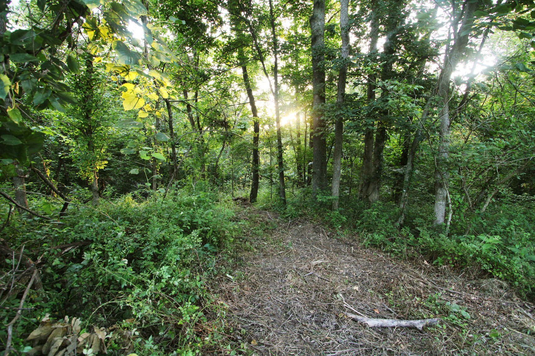 Image for 44.91 Acres +/-, Off of PCR 316, Perryville, MO 63775, MLS # 25050119