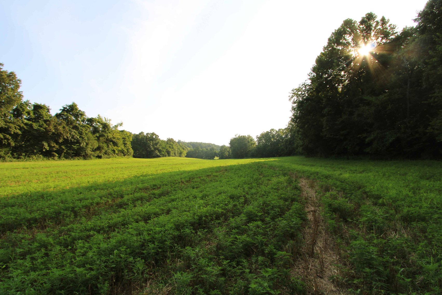Image for 65.16 acres +/- off of County Road 522, Jackson MO 63755, MLS # 25009340