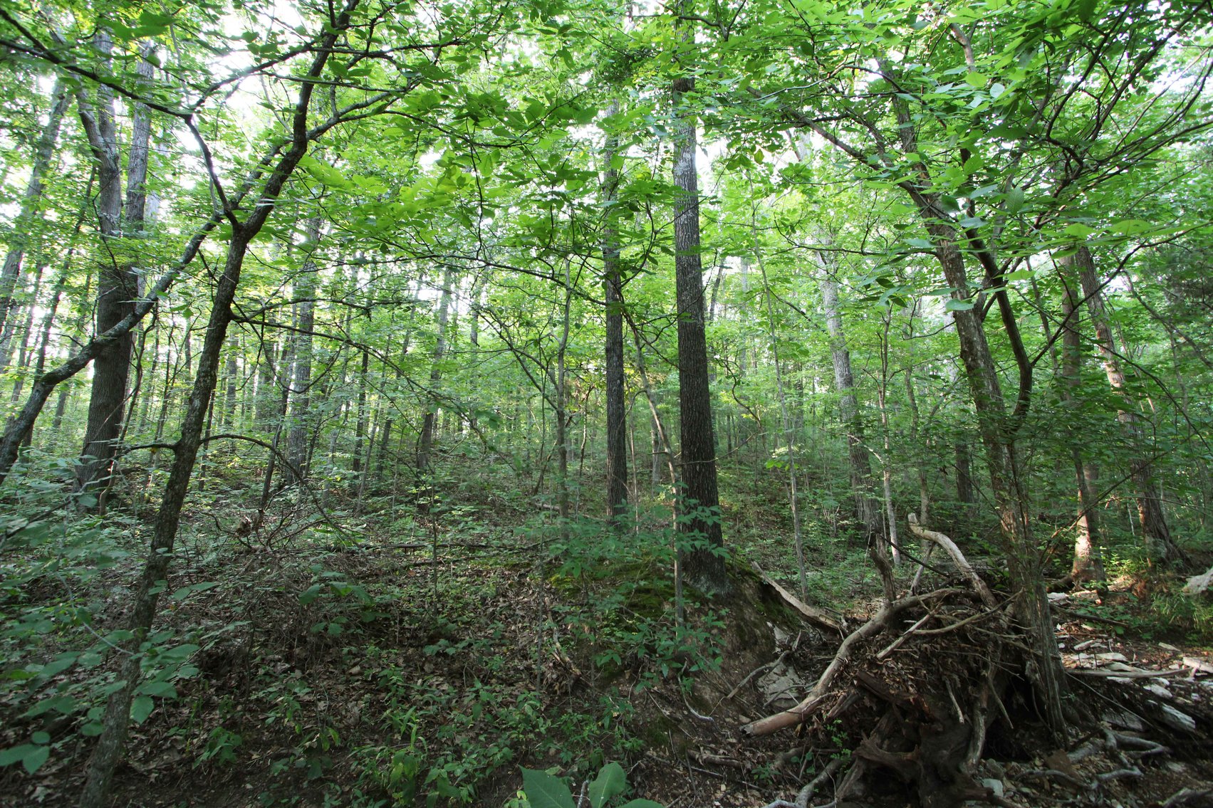 Image for 65.16 acres +/- off of County Road 522, Jackson MO 63755, MLS # 25009340