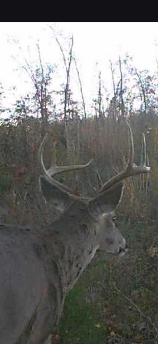 Image for 117.8 Acres +/-, Off Hwy F, Annapolis MO 63620, MLS # 25070582