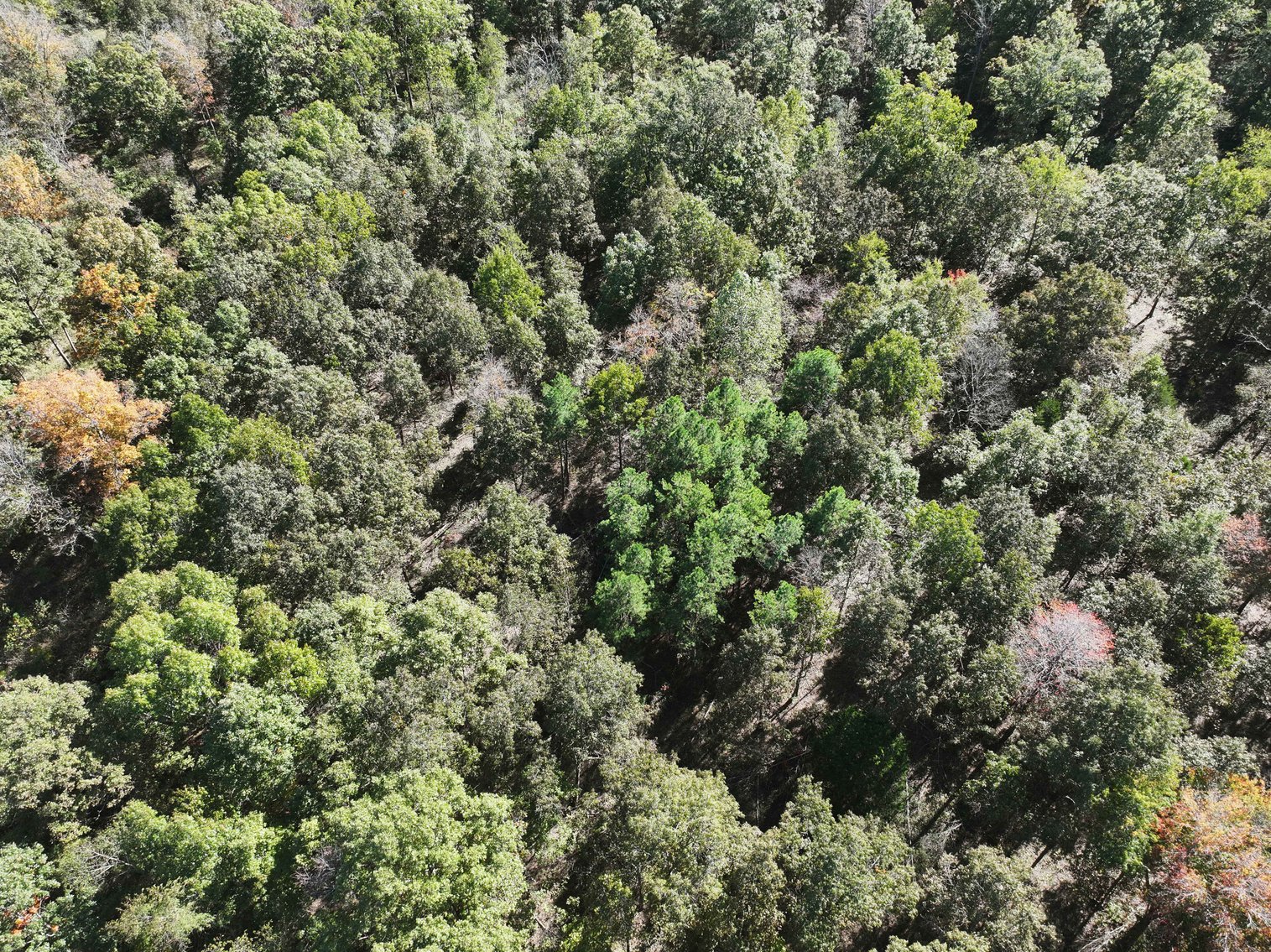 Image for 29.57 Ac +/- Off Hwy PP, Marble Hill MO 63764, MLS # 25071827