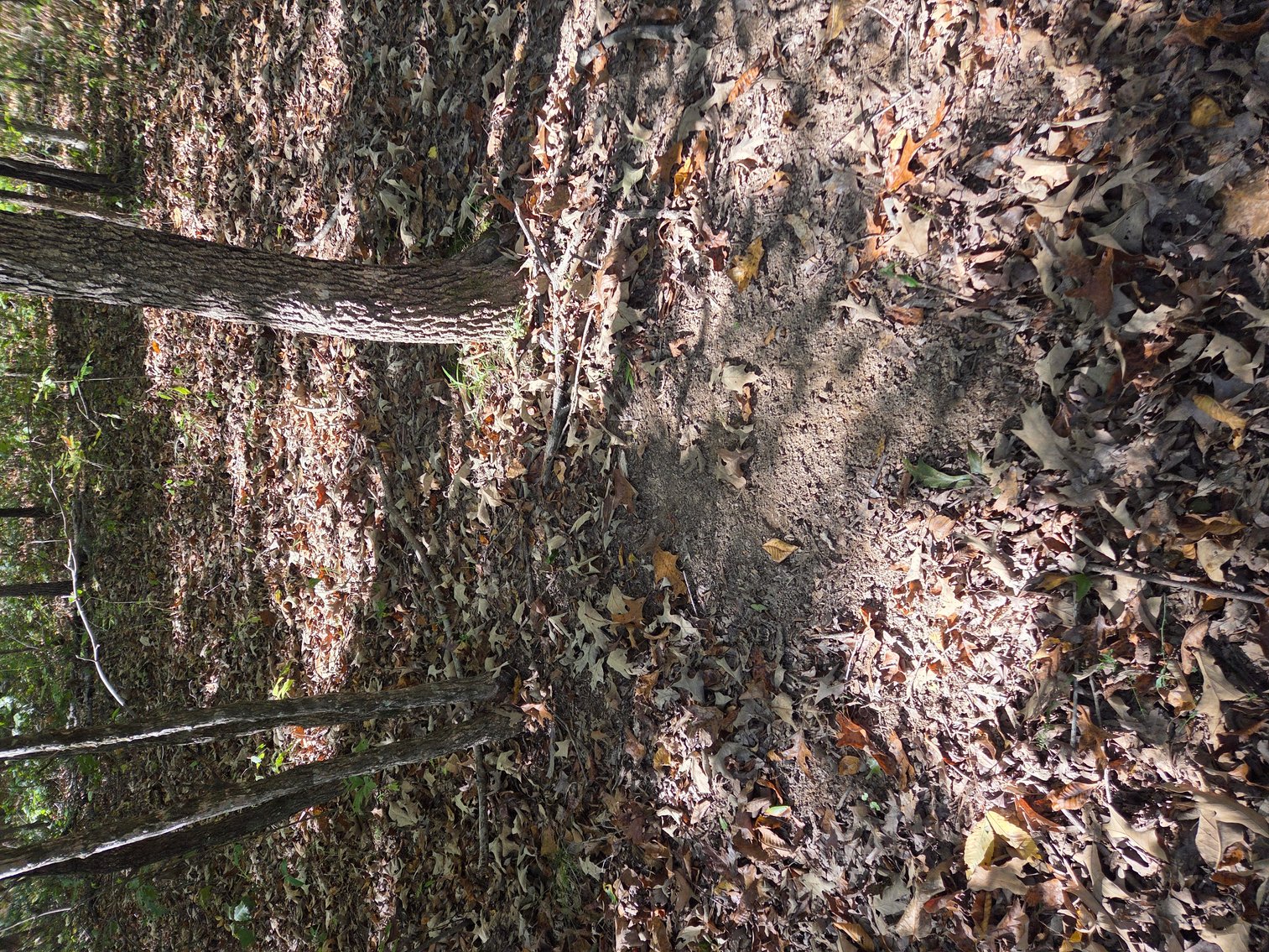 Image for 29.57 Ac +/- Off Hwy PP, Marble Hill MO 63764, MLS # 25071827