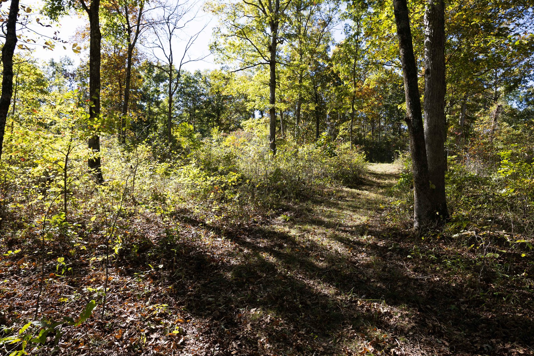 Image for 29.57 Ac +/- Off Hwy PP, Marble Hill MO 63764, MLS # 25071827