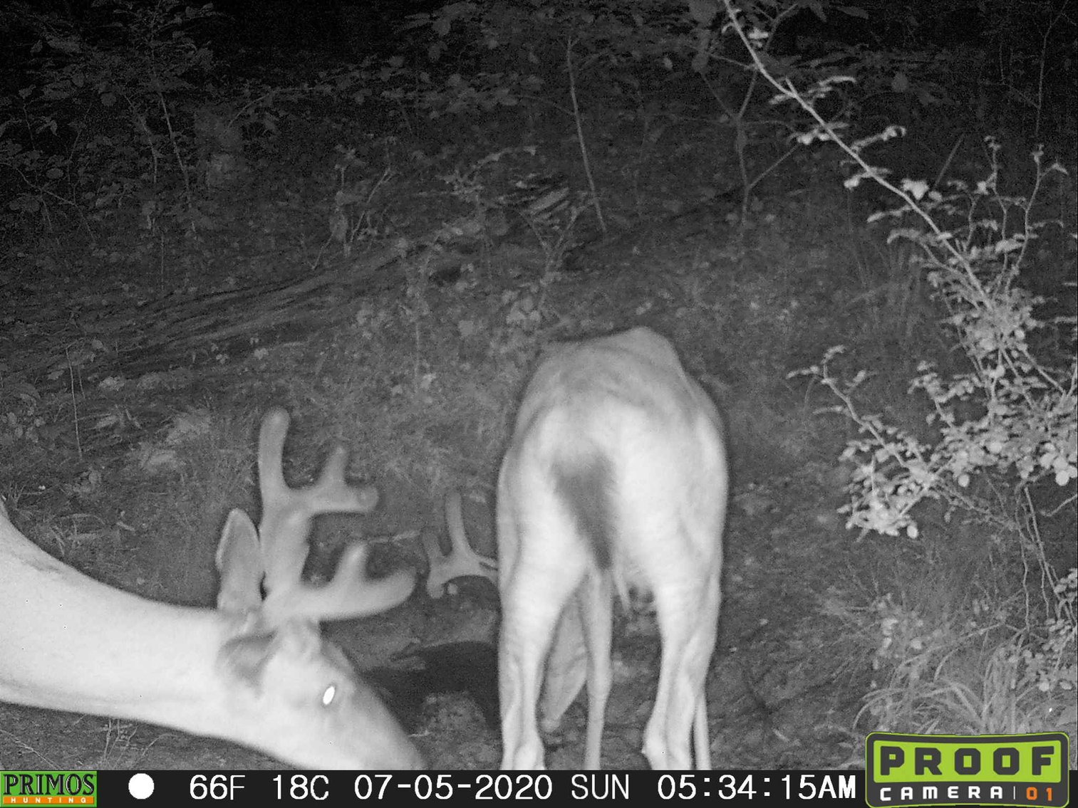 Image for 29.57 Ac +/- Off Hwy PP, Marble Hill MO 63764, MLS # 25071827