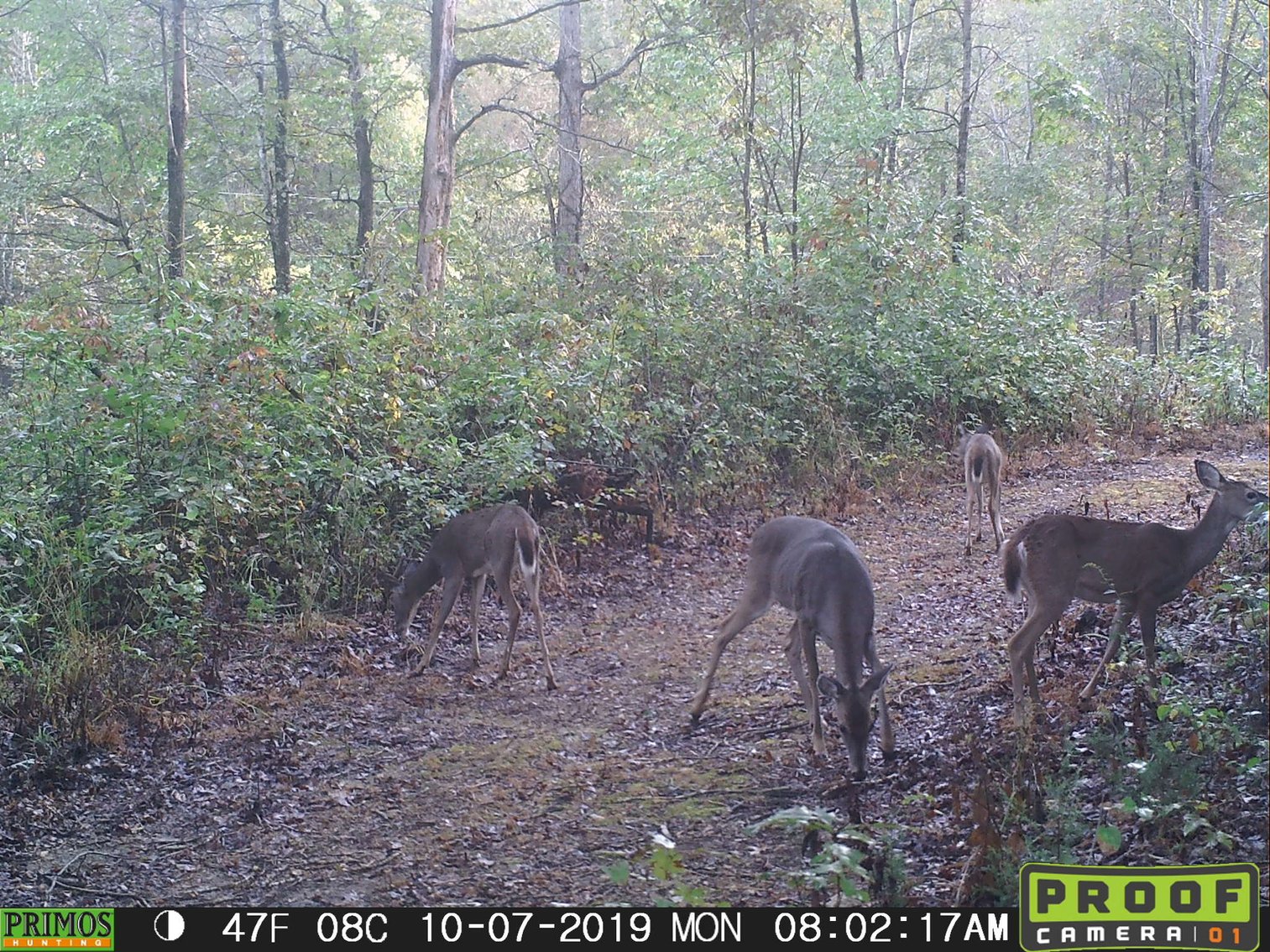 Image for 29.57 Ac +/- Off Hwy PP, Marble Hill MO 63764, MLS # 25071827