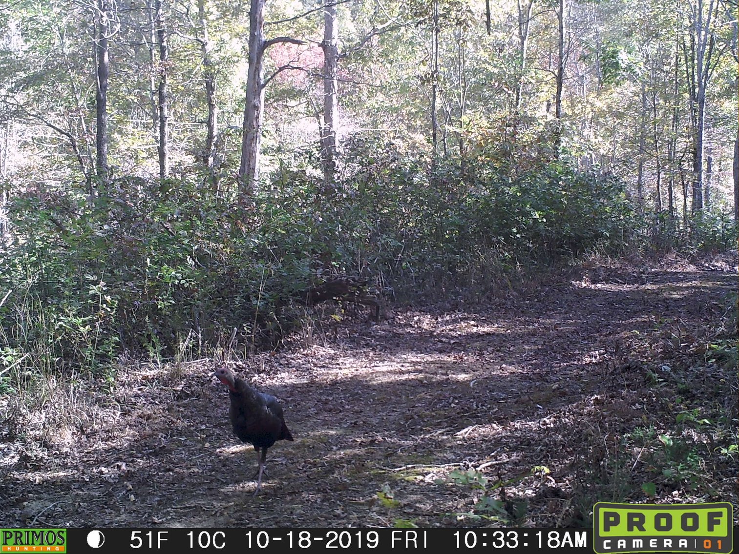 Image for 29.57 Ac +/- Off Hwy PP, Marble Hill MO 63764, MLS # 25071827