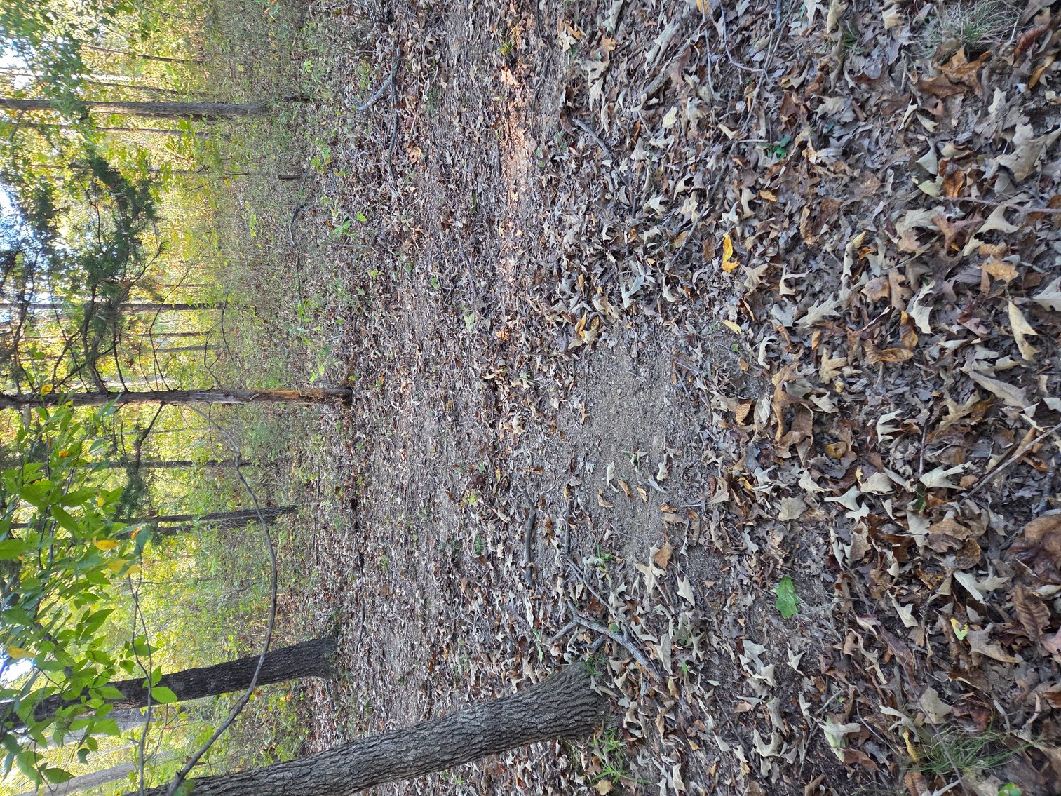 Image for 29.57 Ac +/- Off Hwy PP, Marble Hill MO 63764, MLS # 25071827