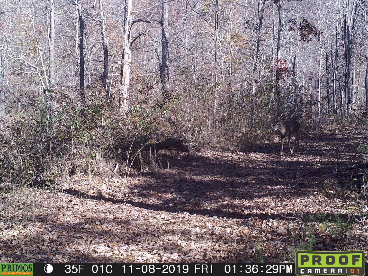 Image for 29.57 Ac +/- Off Hwy PP, Marble Hill MO 63764, MLS # 25071827