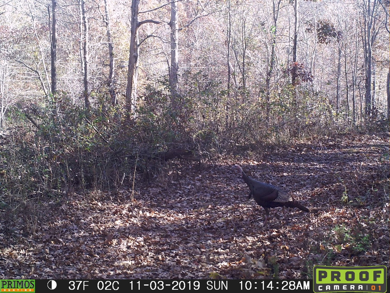 Image for 29.57 Ac +/- Off Hwy PP, Marble Hill MO 63764, MLS # 25071827