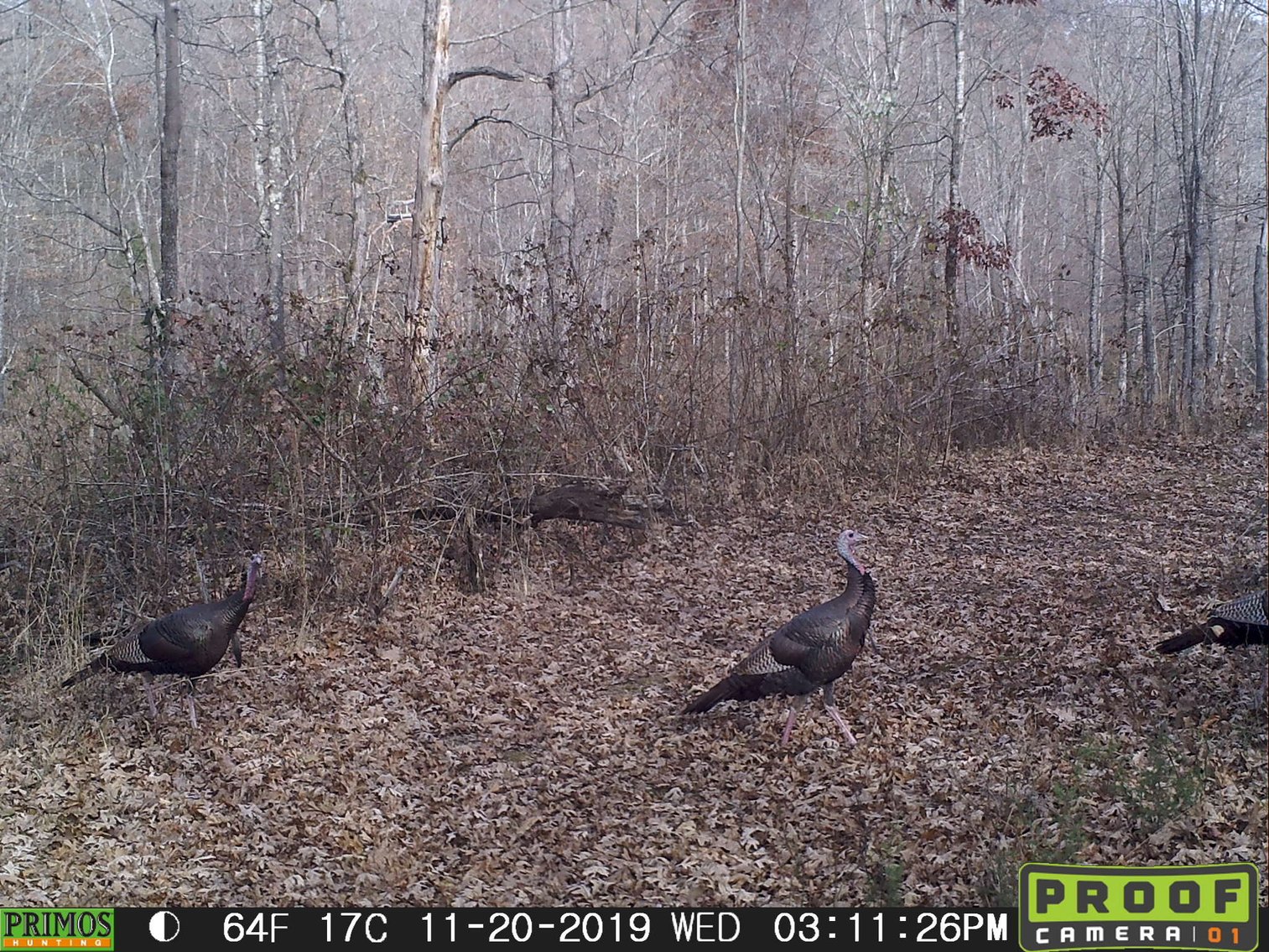 Image for 29.57 Ac +/- Off Hwy PP, Marble Hill MO 63764, MLS # 25071827