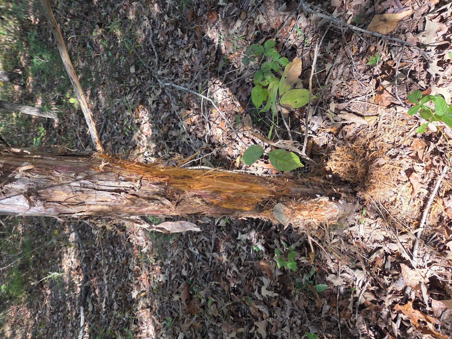 Image for 29.57 Ac +/- Off Hwy PP, Marble Hill MO 63764, MLS # 25071827