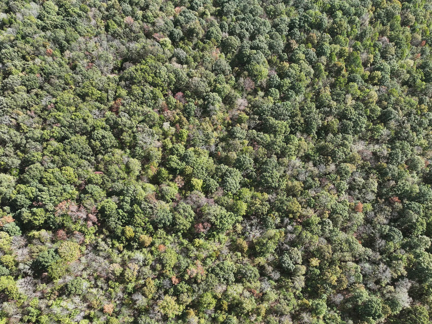 Image for 174.01 Ac +/-, Off Hwy DD, Glen Allen MO 63655, MLS# 25071597