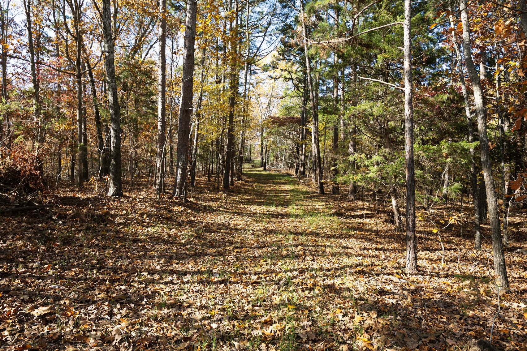 Image for 25.5 Acres +/-, Tract 1 Off BCR 930, Patton Missouri 63662, MLS #25075217