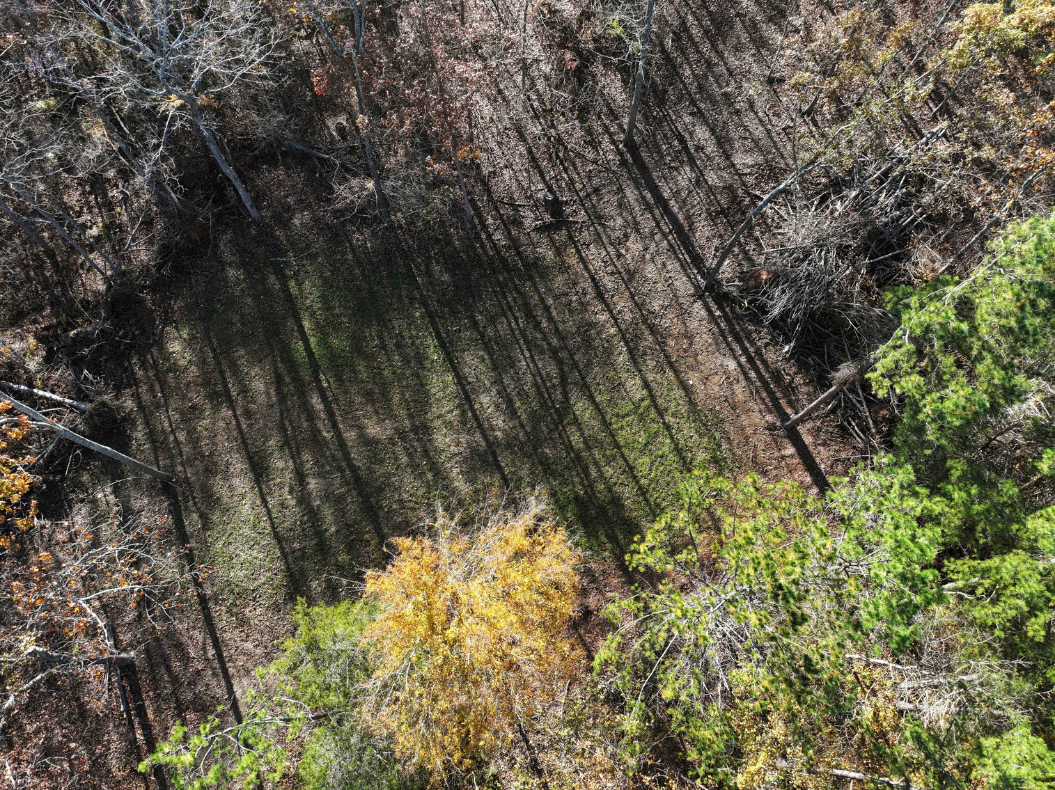 Image for 25.5 Acres +/-, Tract 1 Off BCR 930, Patton Missouri 63662, MLS #25075217