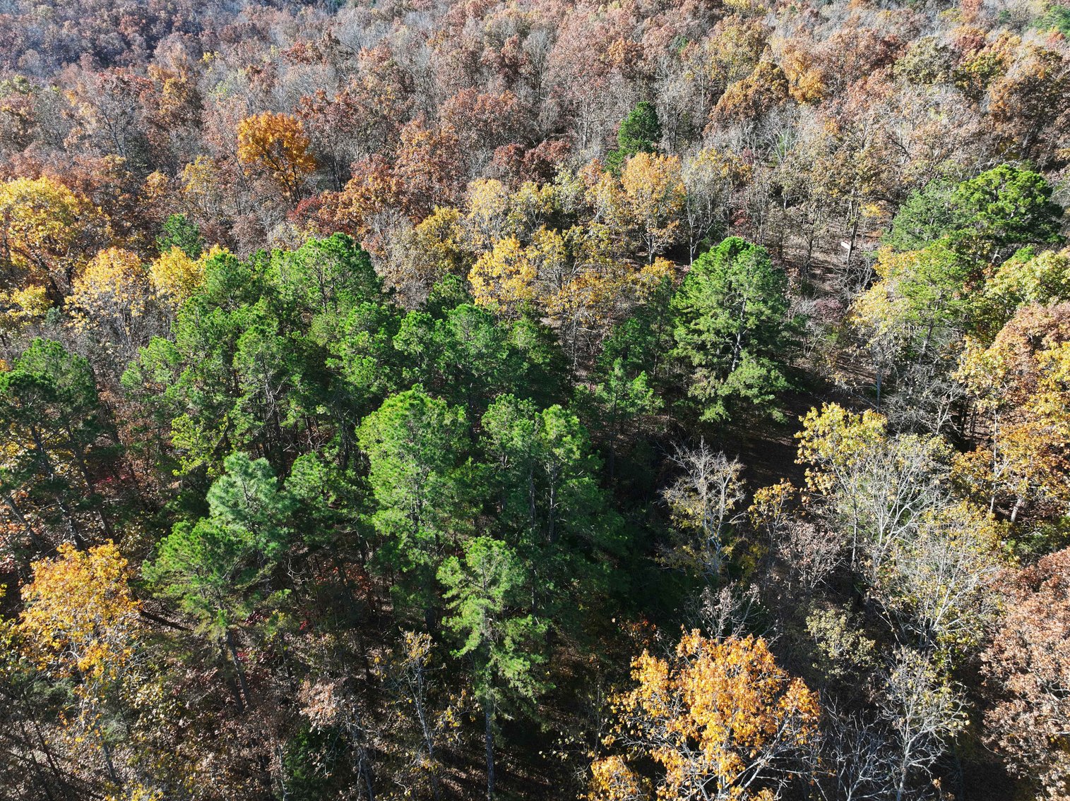 Image for 25.5 Acres +/-, Tract 1 Off BCR 930, Patton Missouri 63662, MLS #25075217