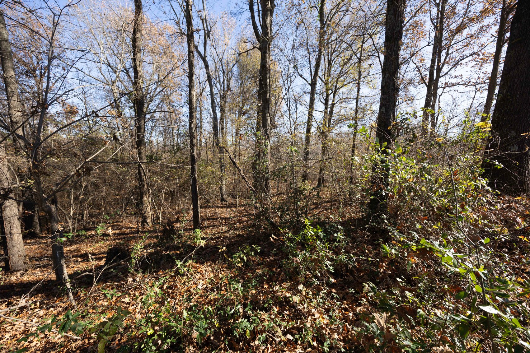 Image for 123.4 Acres +/- Off Hwy DD, Fisk MO 63940, MLS #25079160