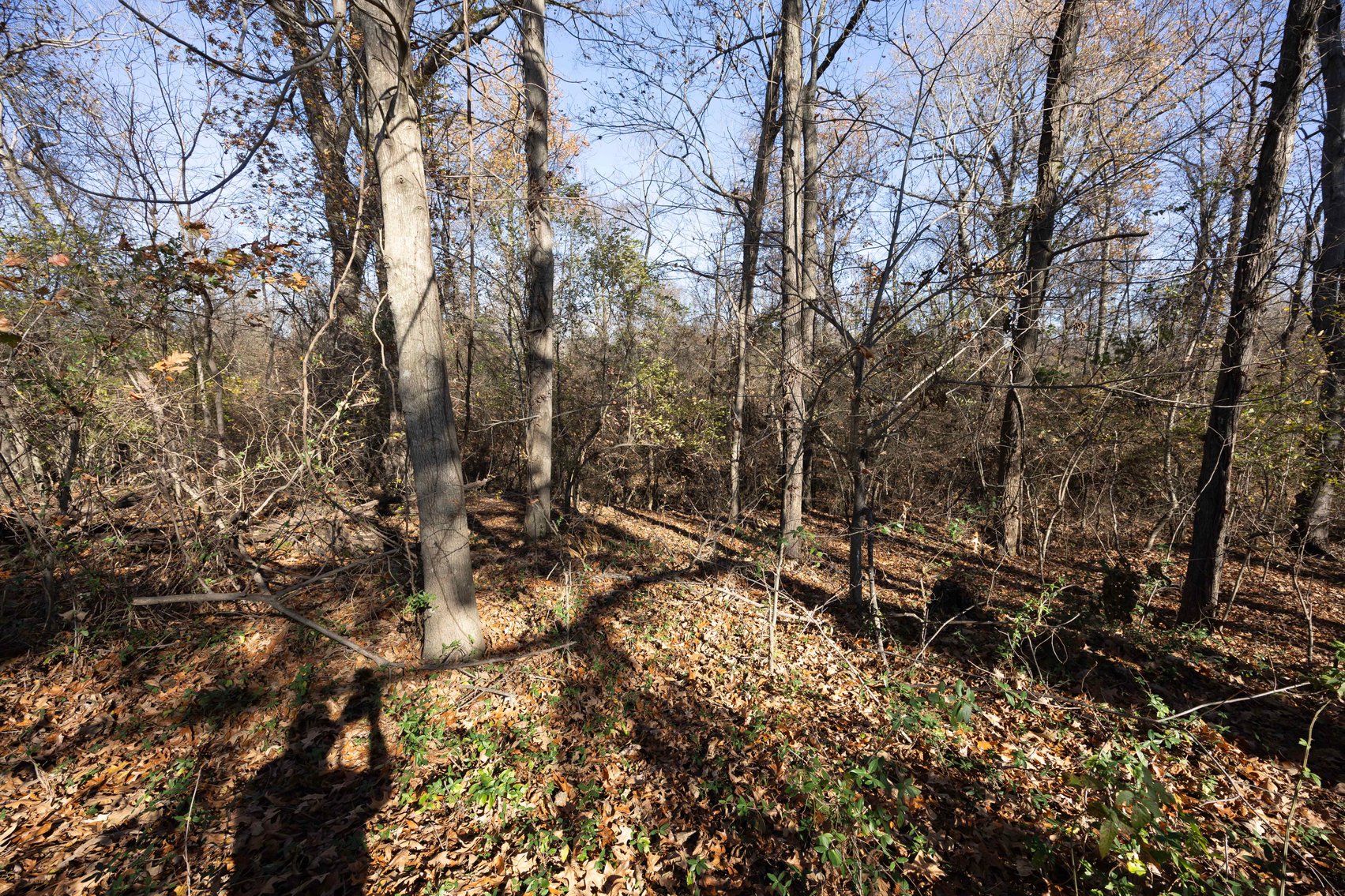 Image for 123.4 Acres +/- Off Hwy DD, Fisk MO 63940, MLS #25079160