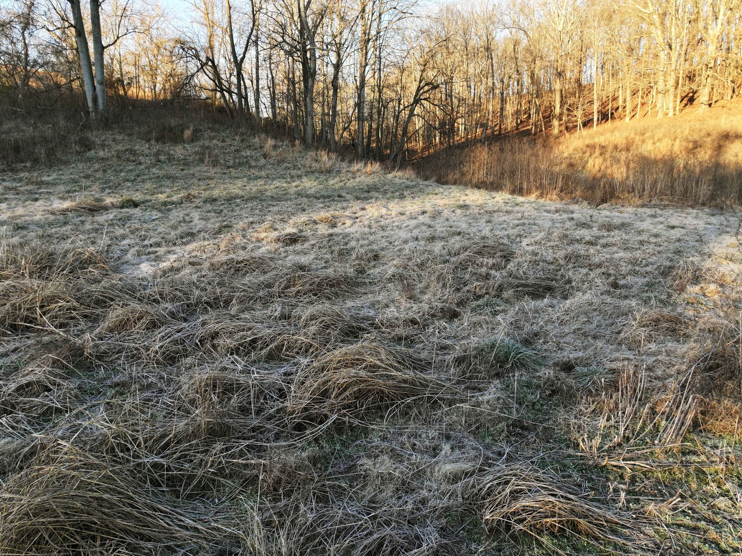 Image for 16.4 +/- Acres, Off County Road 535, Jackson MO 63755, MLS # 26003293