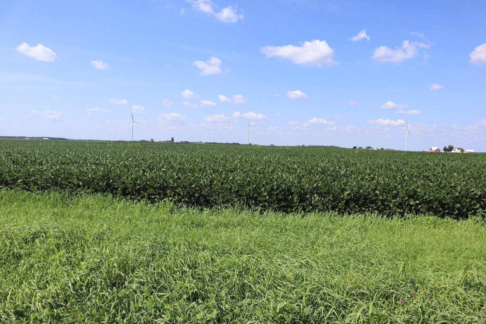 Image for Burton Raabe Farm 77 +/- Acres Manlius Township Bureau Co. IL