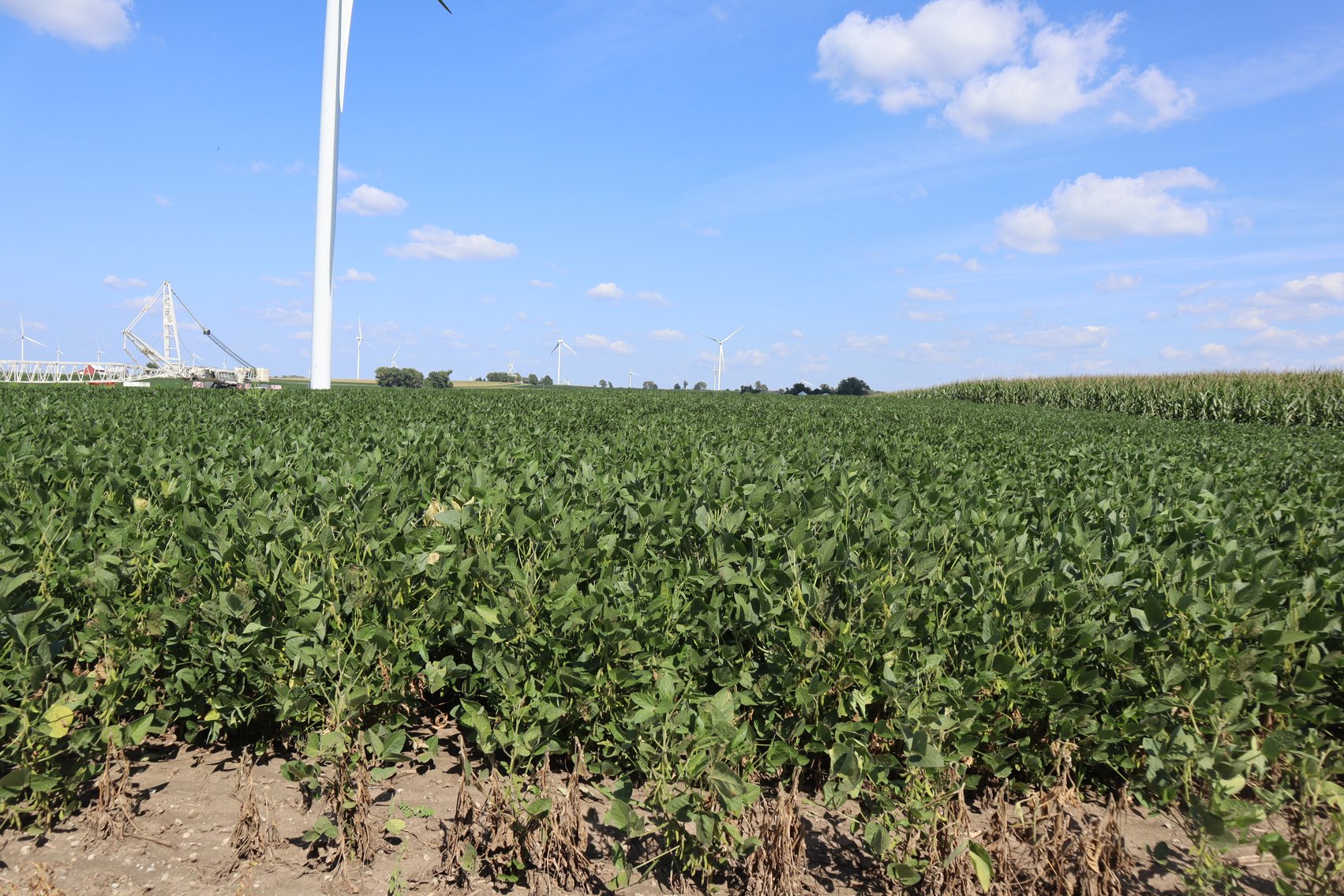 Image for Burton Raabe Farm 77 +/- Acres Manlius Township Bureau Co. IL