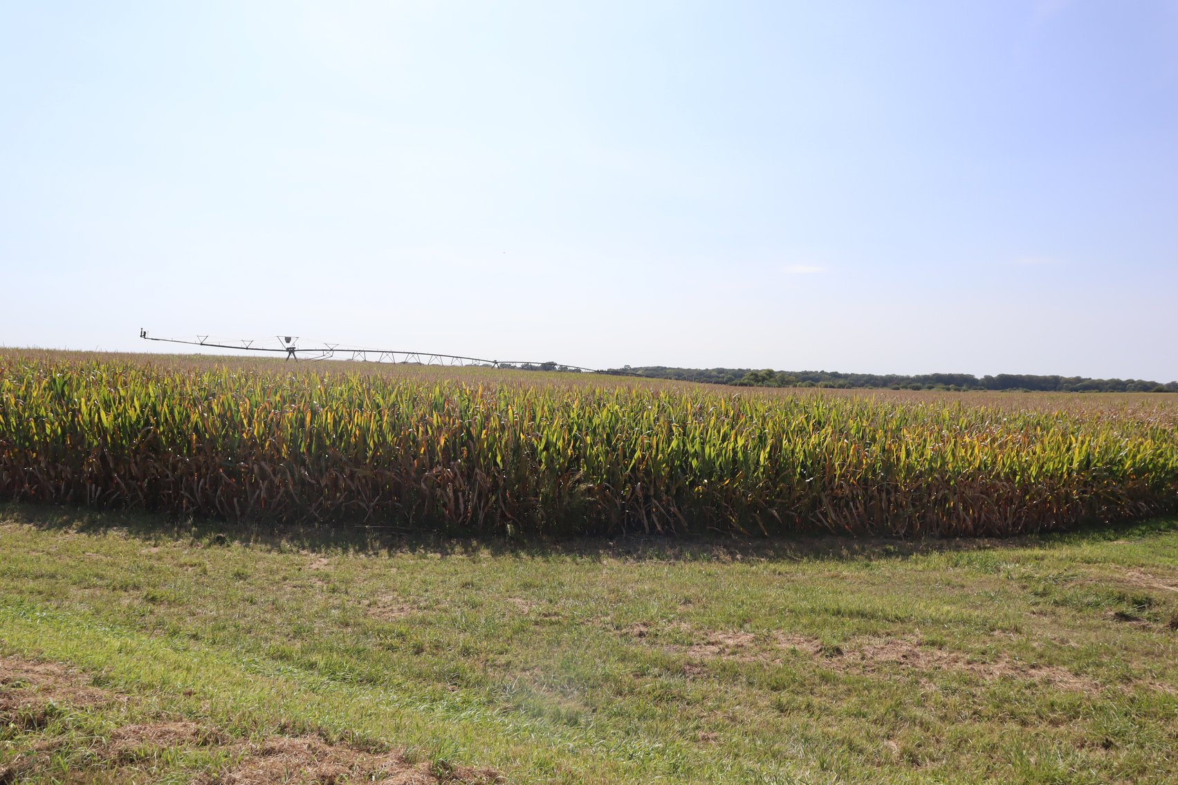 Image for Wangelin Family Farmland Auction