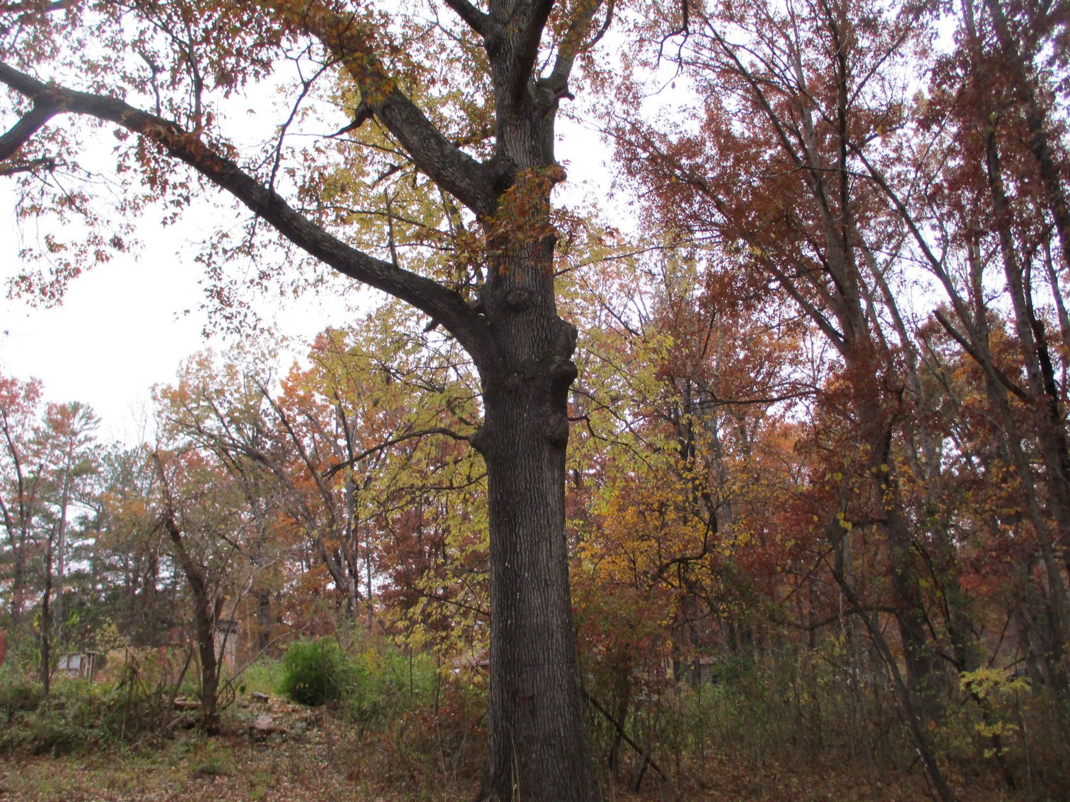 Image for 1729 Hwy 63, Williford, AR