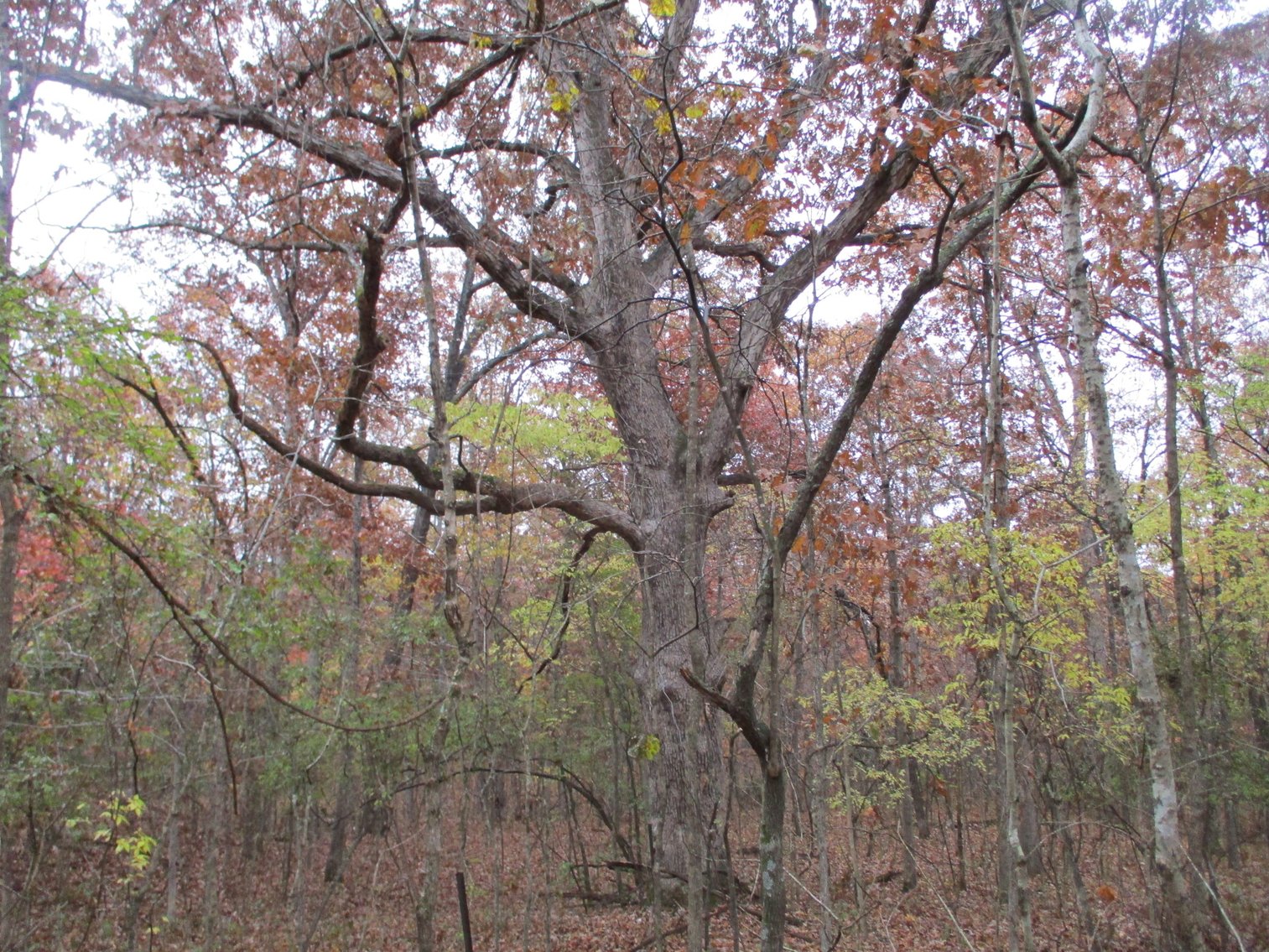 Image for 1729 Hwy 63, Williford, AR