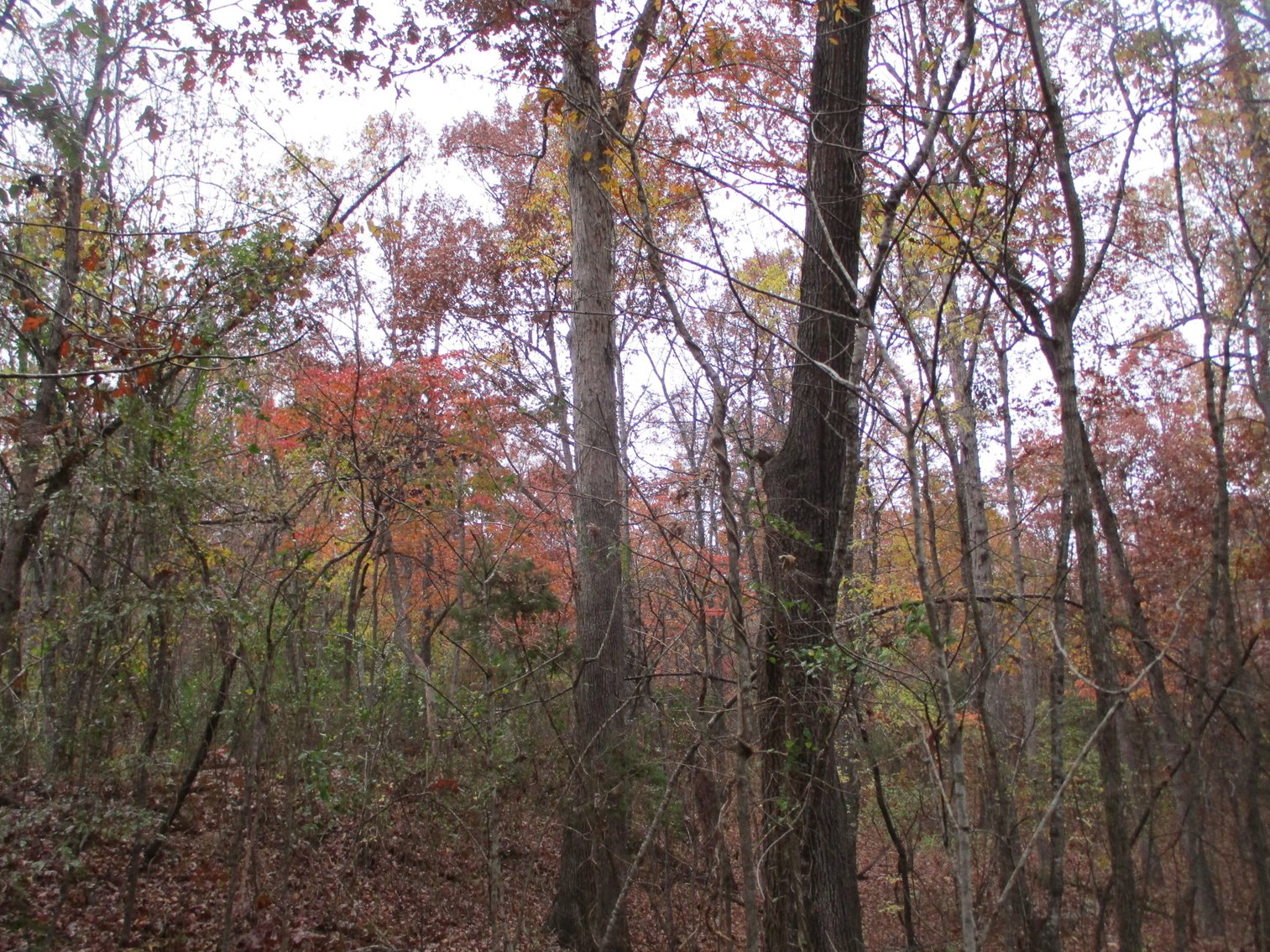 Image for 1729 Hwy 63, Williford, AR