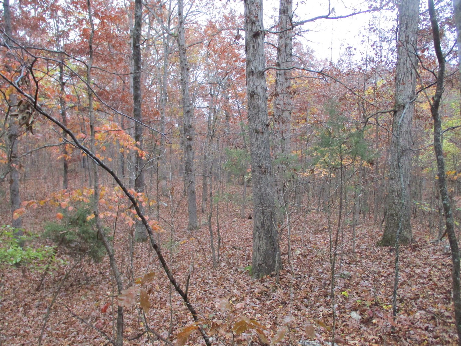 Image for 1729 Hwy 63, Williford, AR