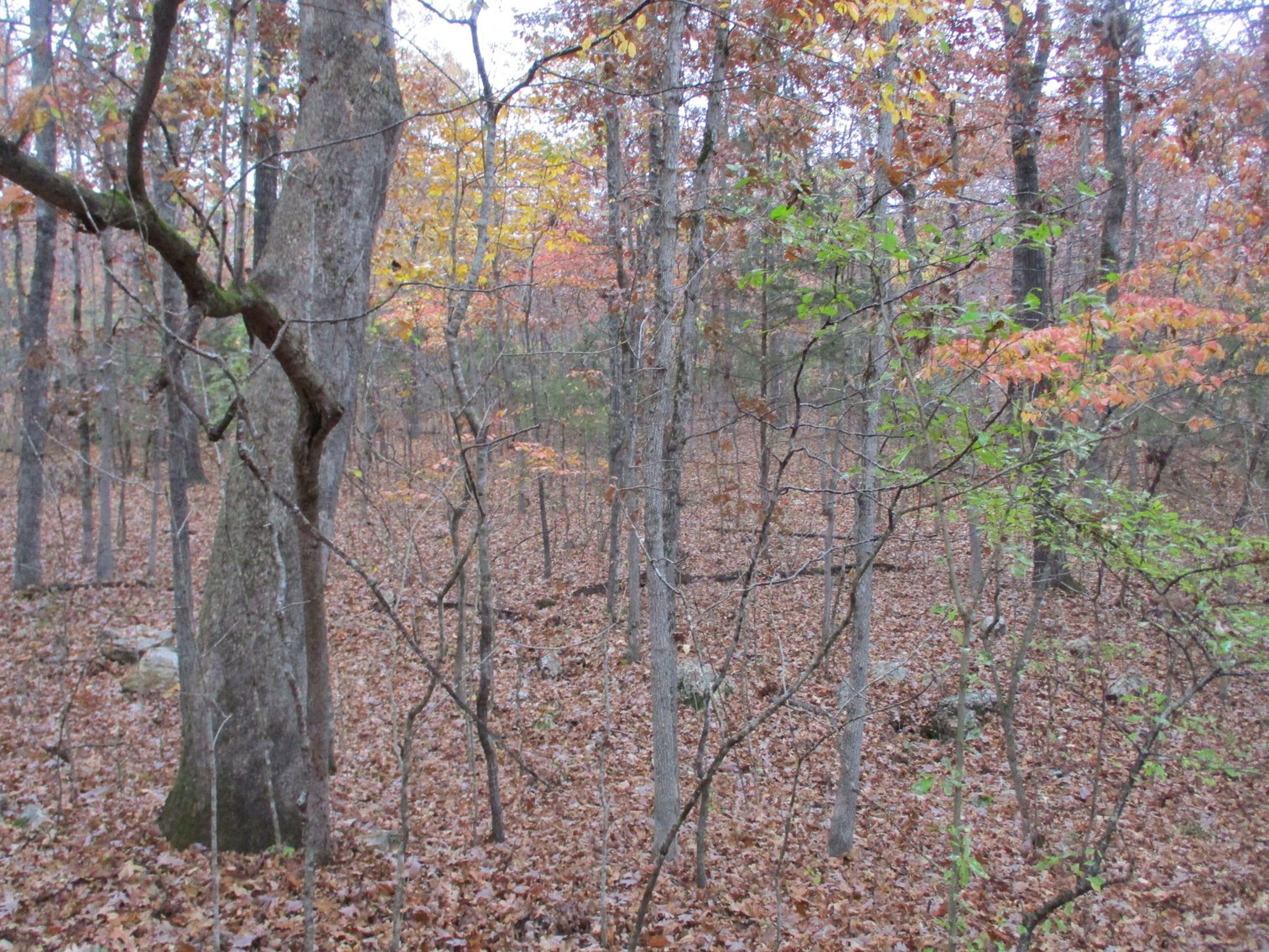 Image for 1729 Hwy 63, Williford, AR