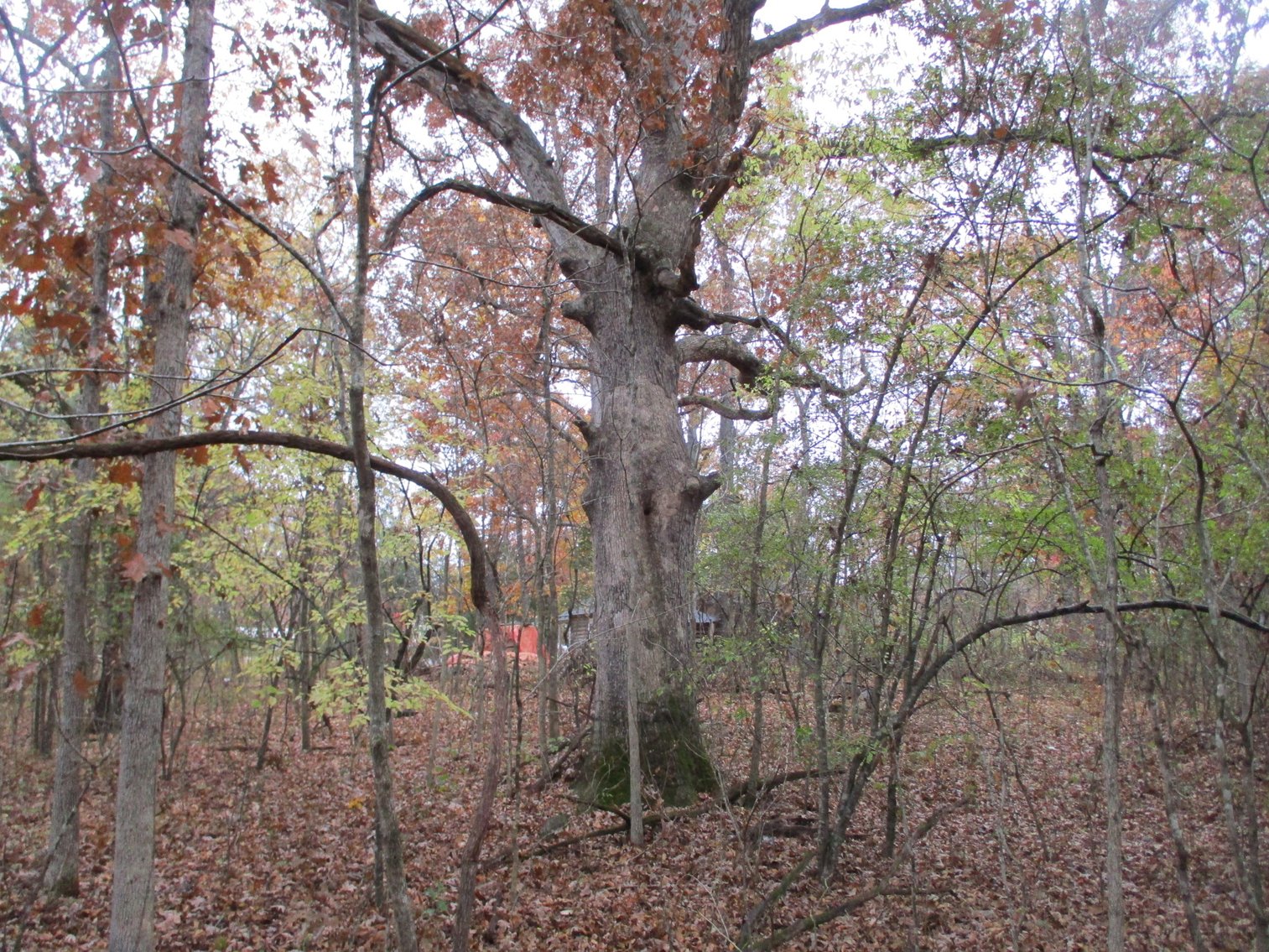 Image for 1729 Hwy 63, Williford, AR