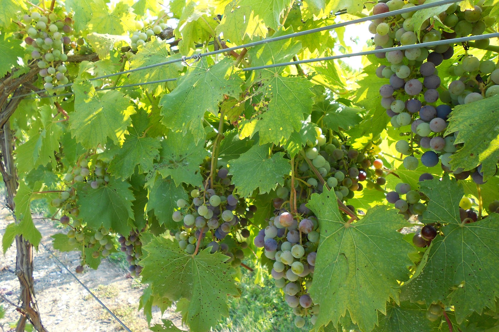 Image for Mastropietro Winery