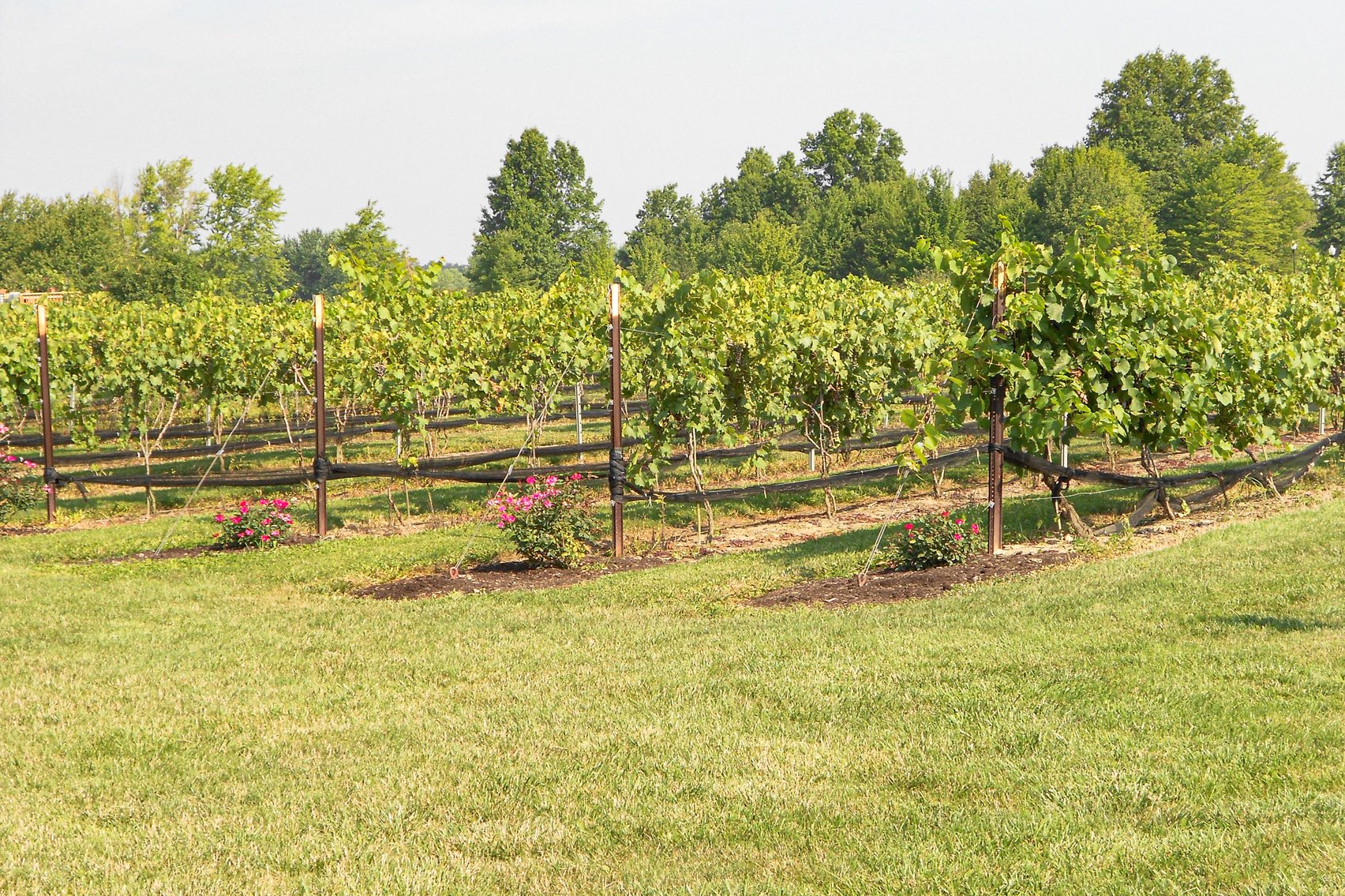 Image for Mastropietro Winery