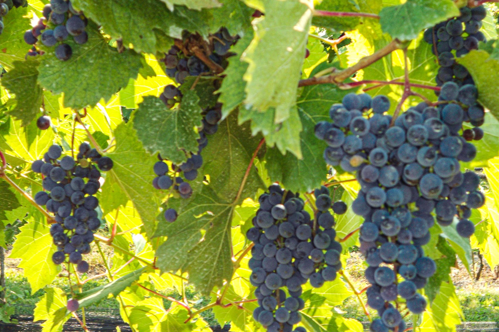 Image for Mastropietro Winery