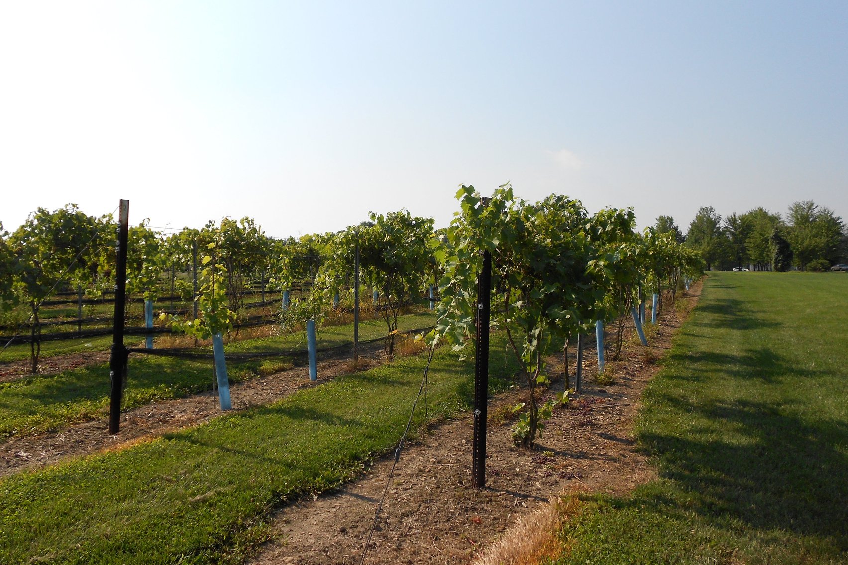 Image for Mastropietro Winery