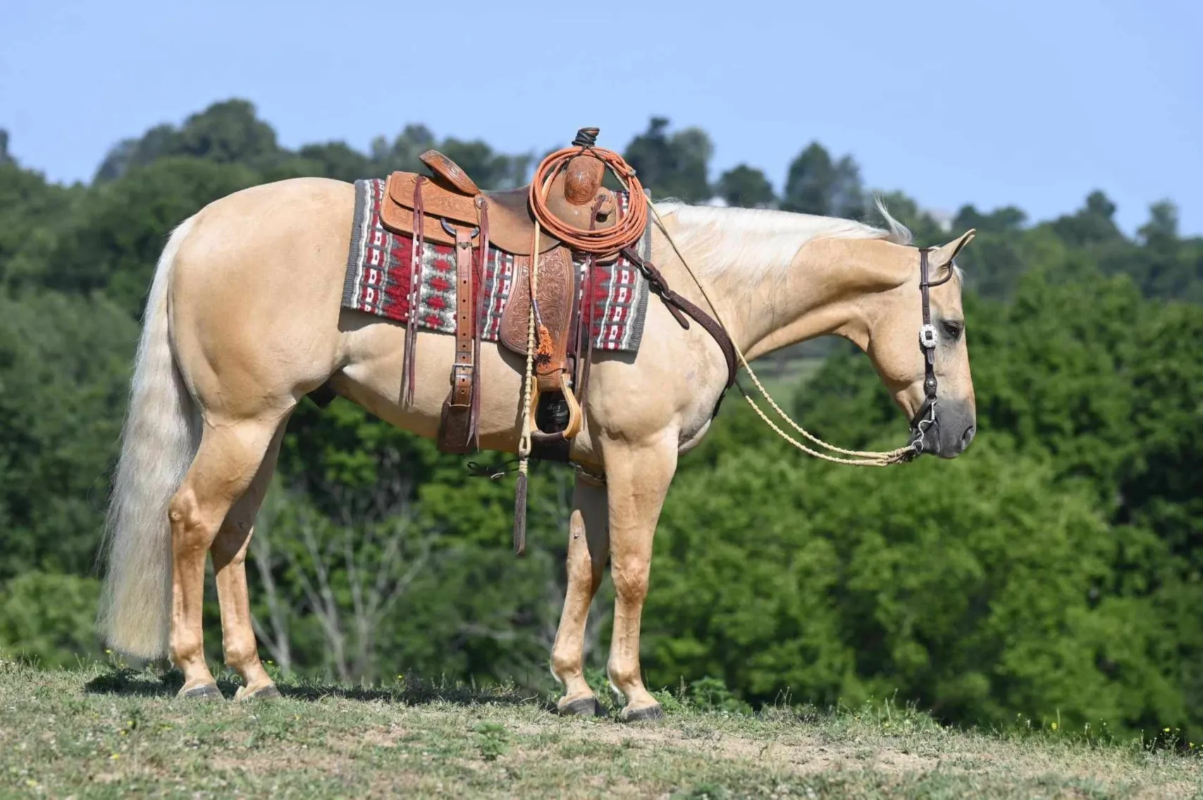 Image for The Horsemans Mission