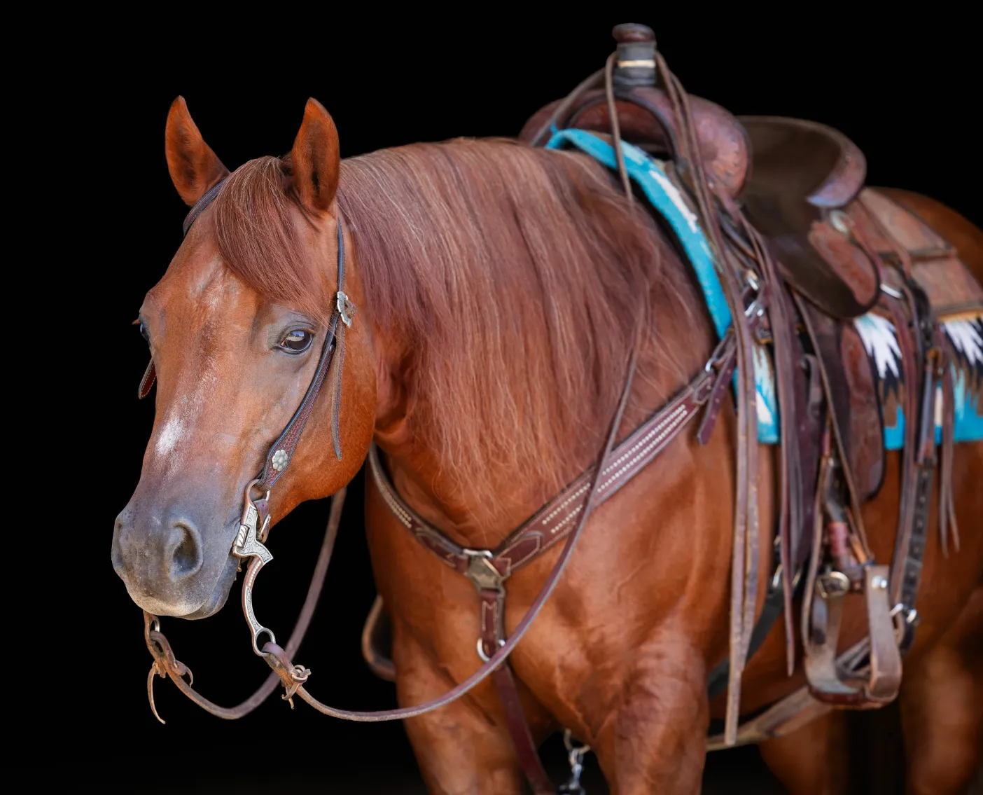 Image for The Horsemans Mission