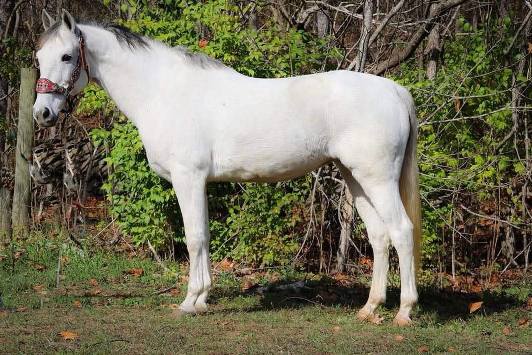 Image for 606 New Year Sale 2025