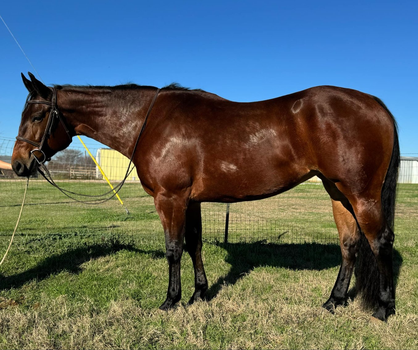 Image for Lumberton Horse and Tack Auction Jan 2025