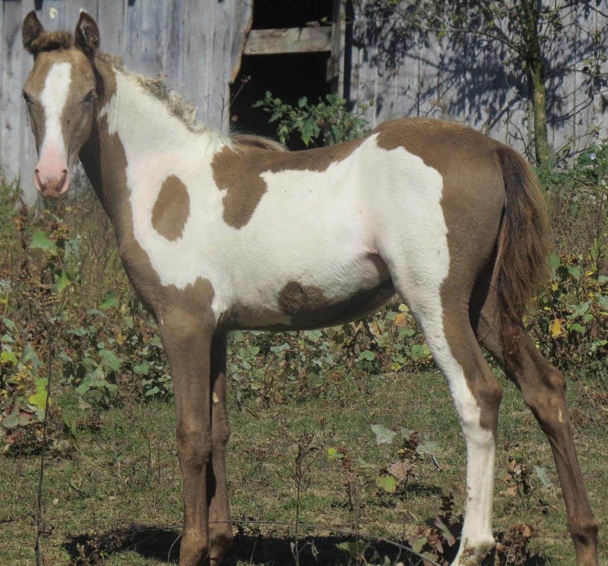 Image for Bluegrass East Spring Horse Sale