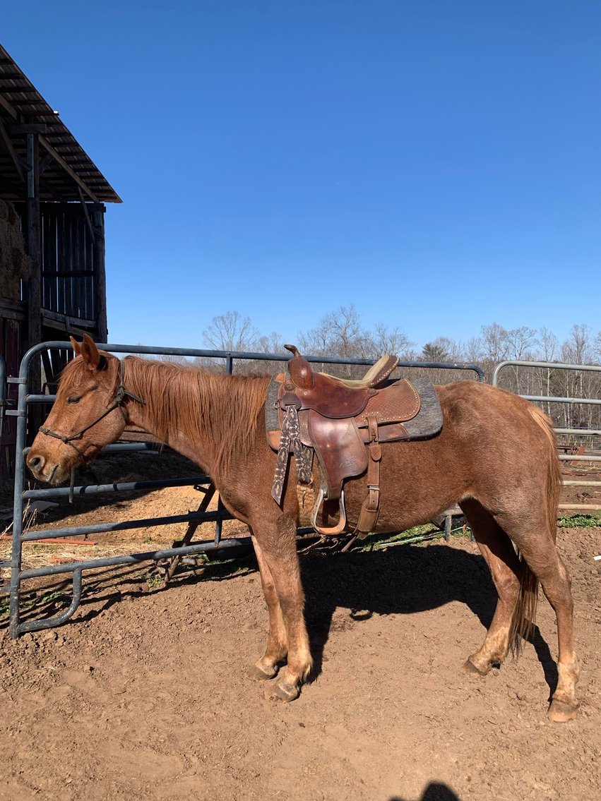Image for Lumberton Horse and Tack Auction March 2025