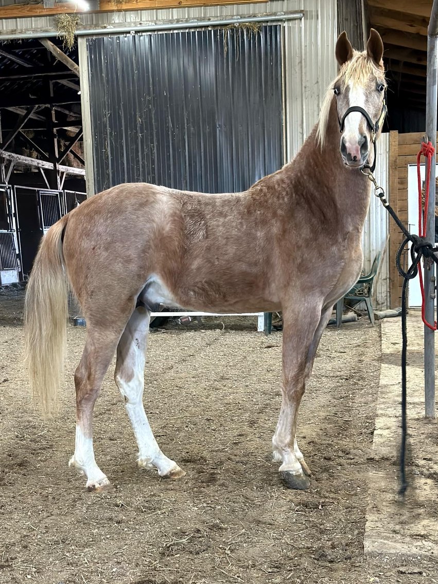 Image for Mid Eastern Kentucky Gaited Horse Sale