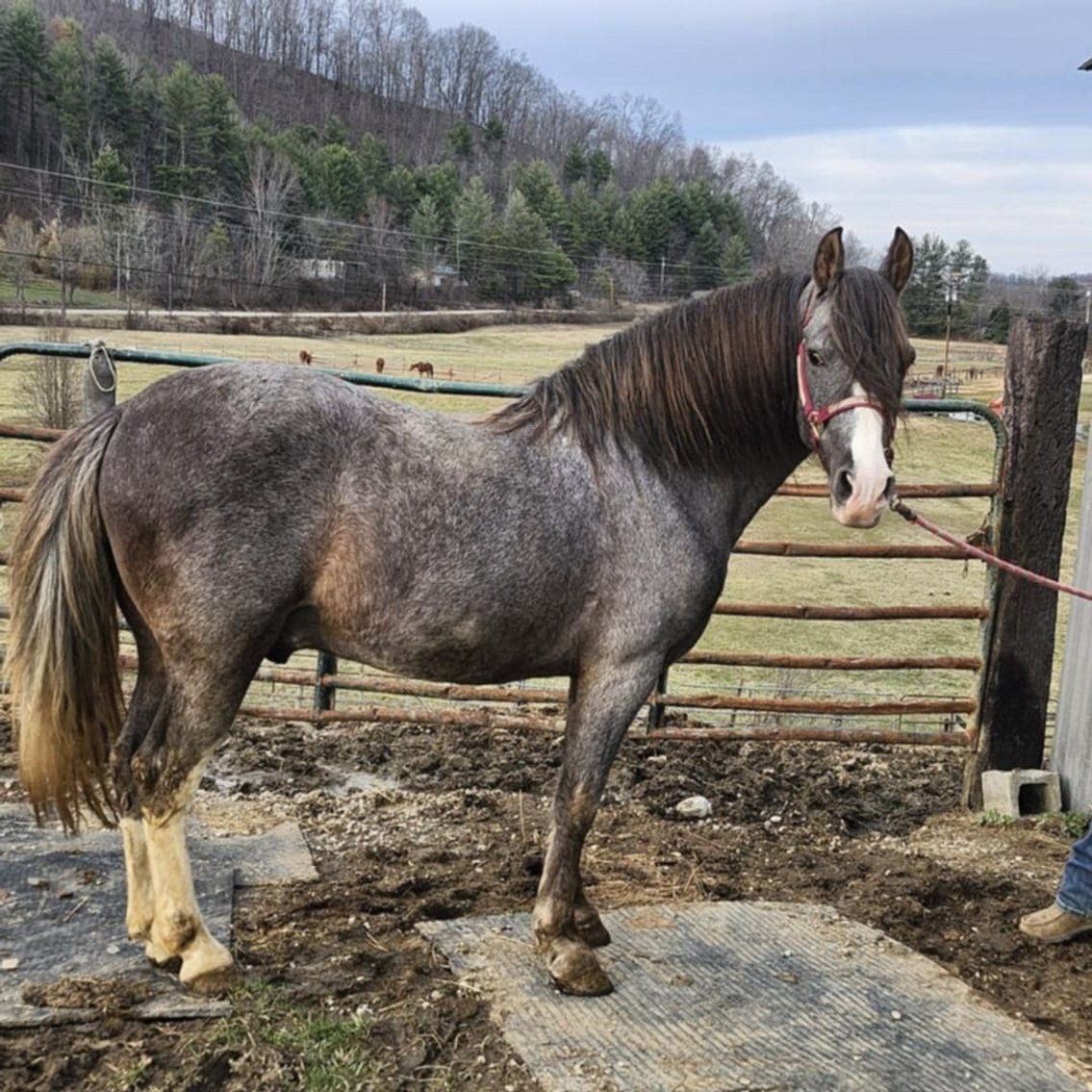 Image for Mid Eastern Kentucky Gaited Horse Sale