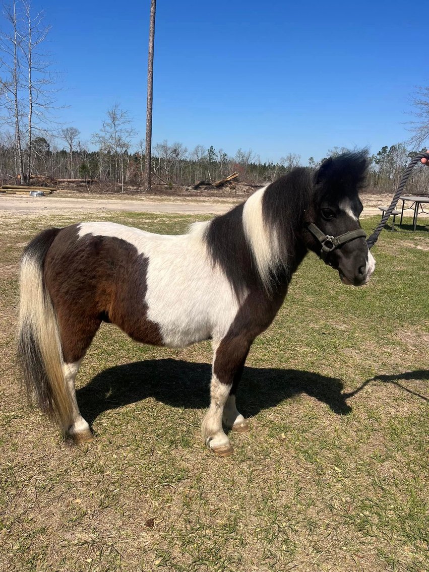 Image for Southern Premier Spring Catalog Sale