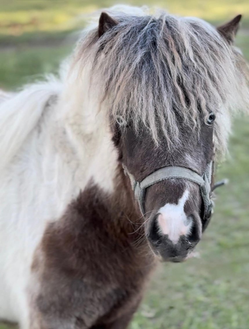 Image for Southern Premier Spring Catalog Sale