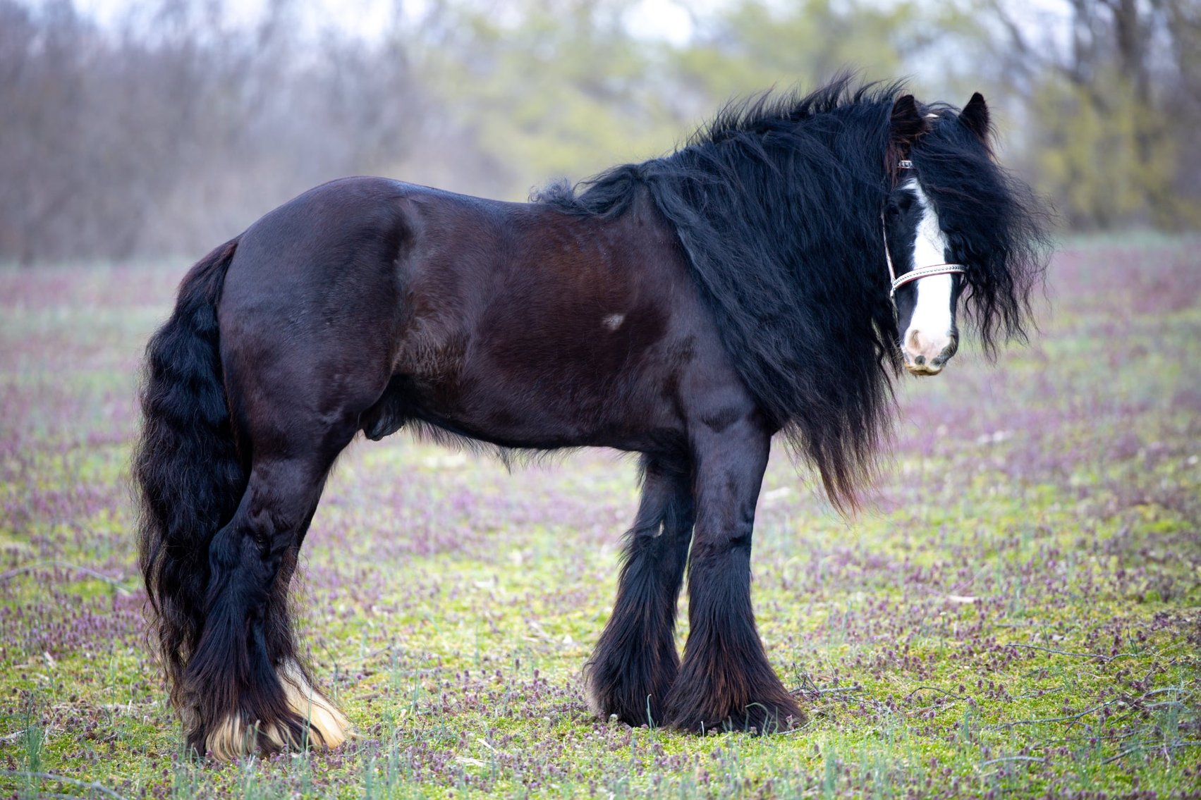 Image for Eastern Elite Select Sale