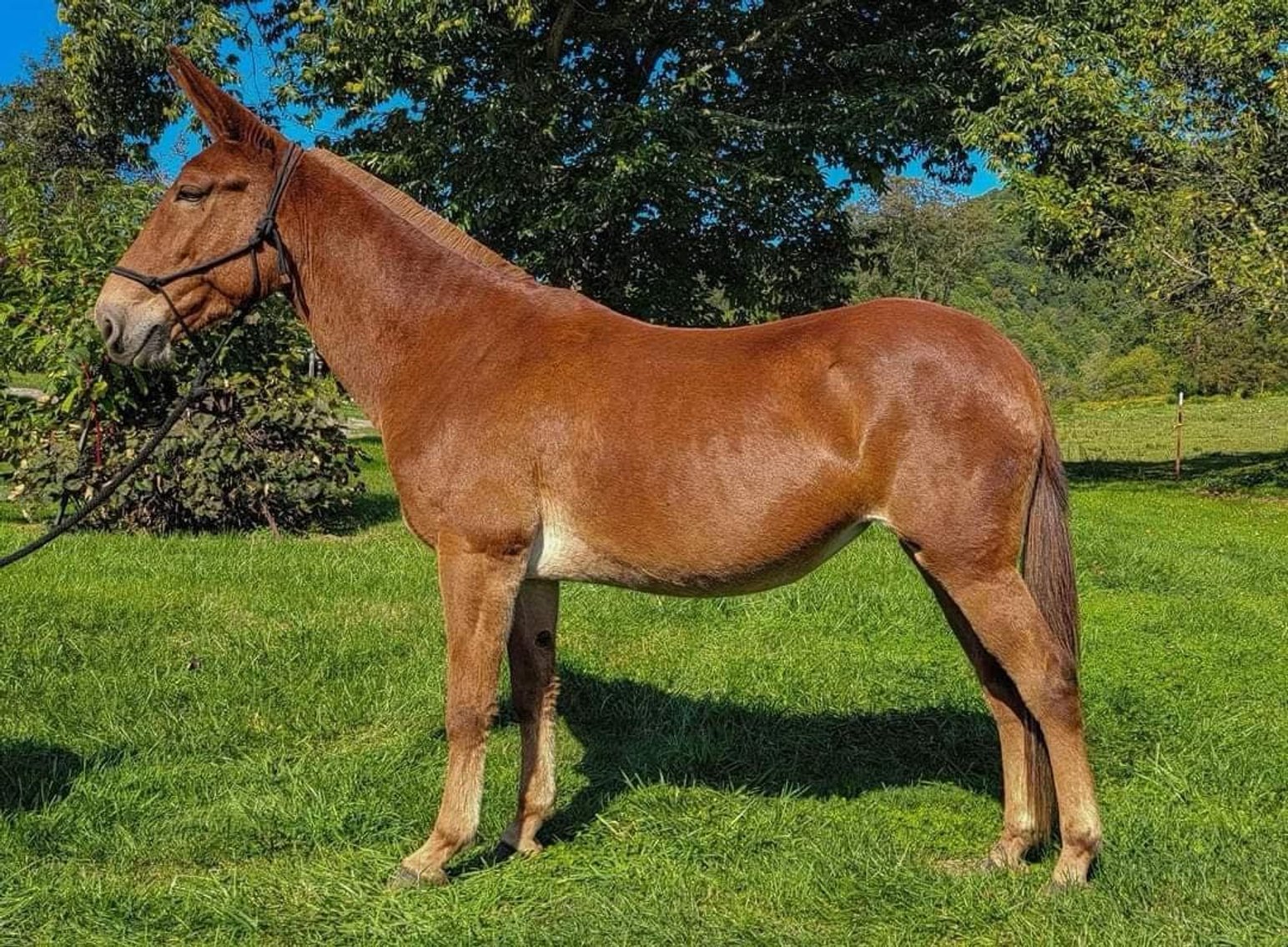 Image for Eastern Elite Select Sale