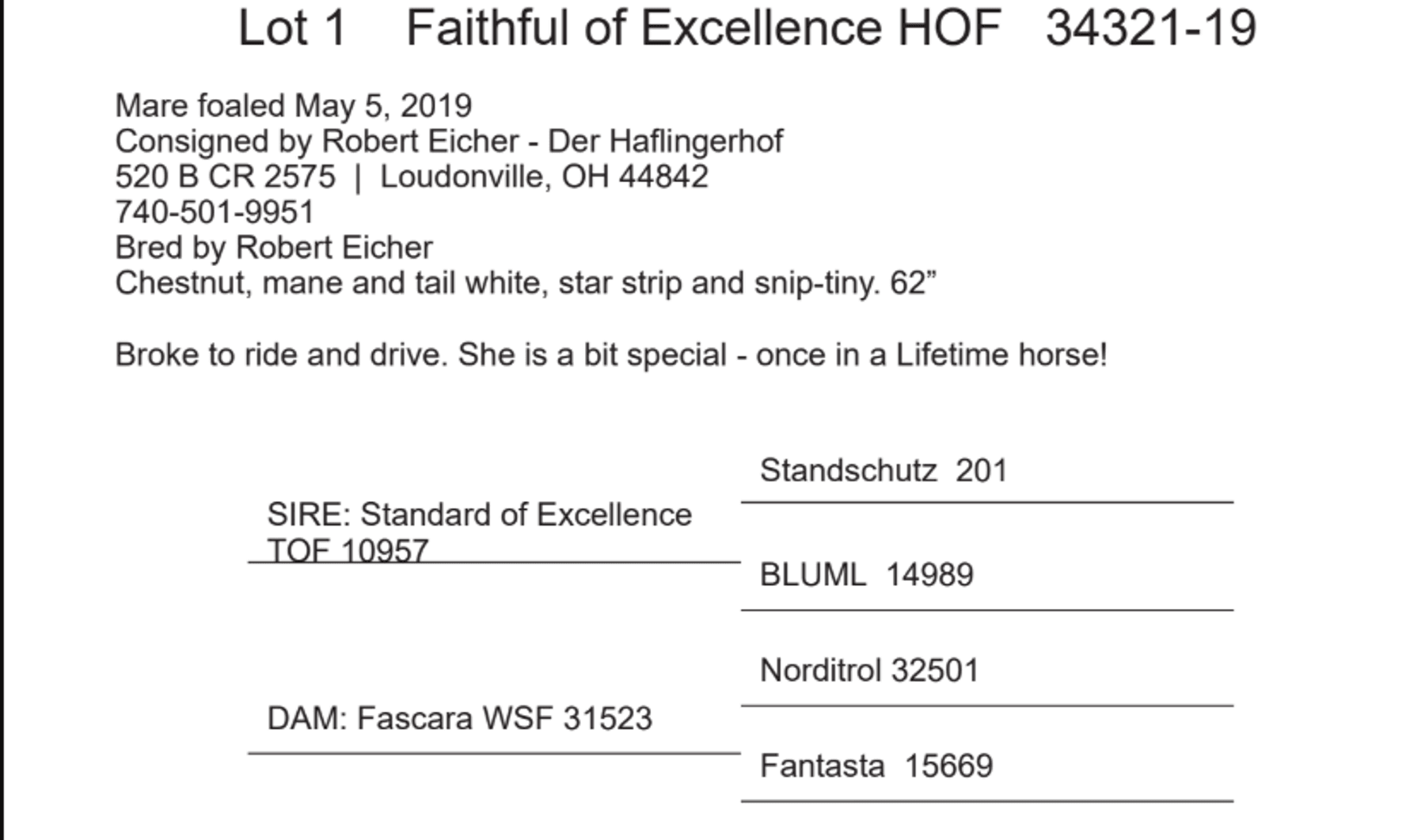 Image for Ashland Haflinger Sale